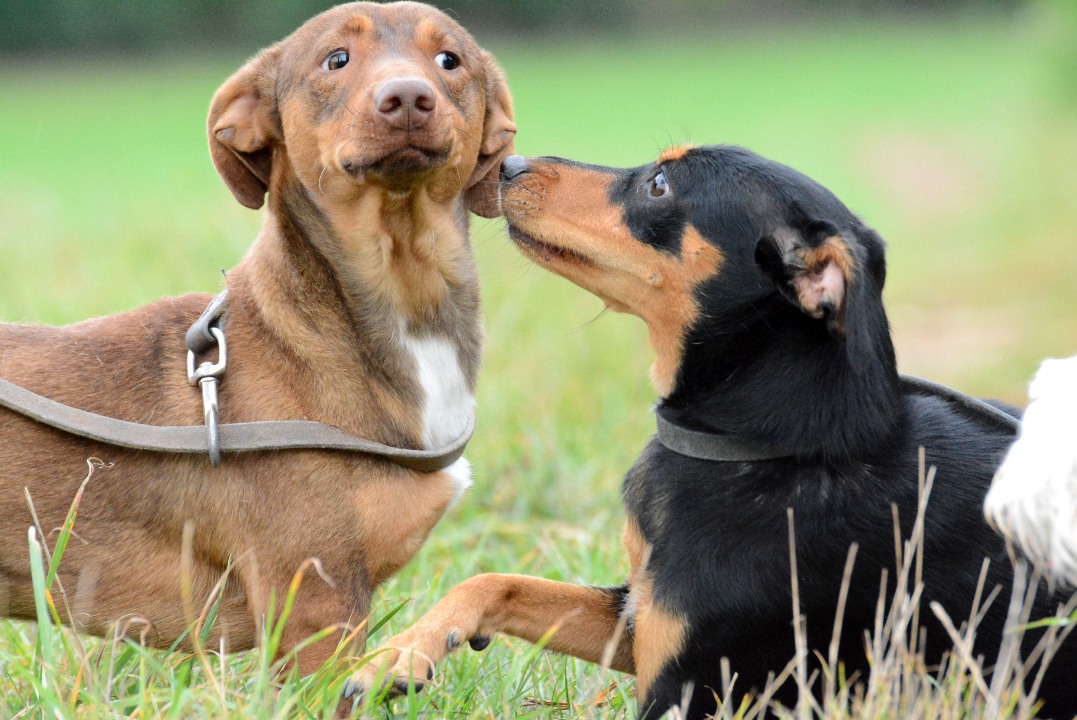 Belle mobilisation pour la Fête des Animaux 2019 SPA de