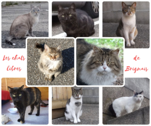 Les chats libres du refuge de Brignais