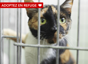 Adoptez en refuge