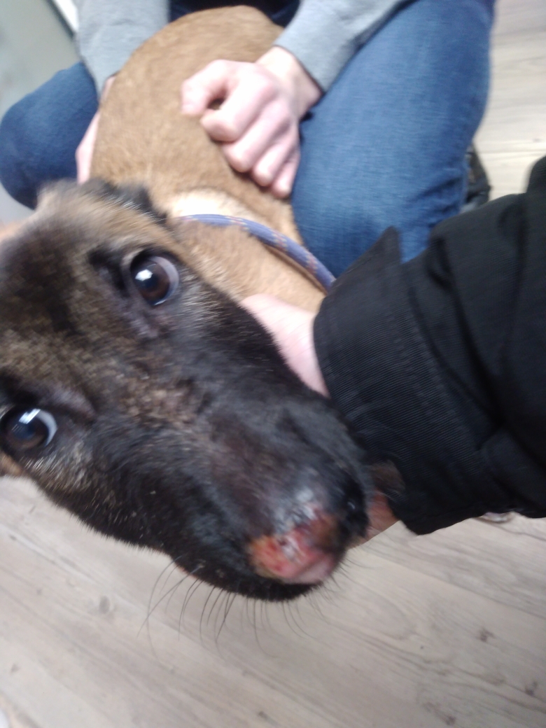 Sauvetage dans l’Ain un chiot de 4 mois maltraité SPA