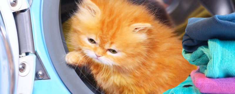 Chaton-Lave-Linge