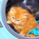 Chaton-Lave-Linge