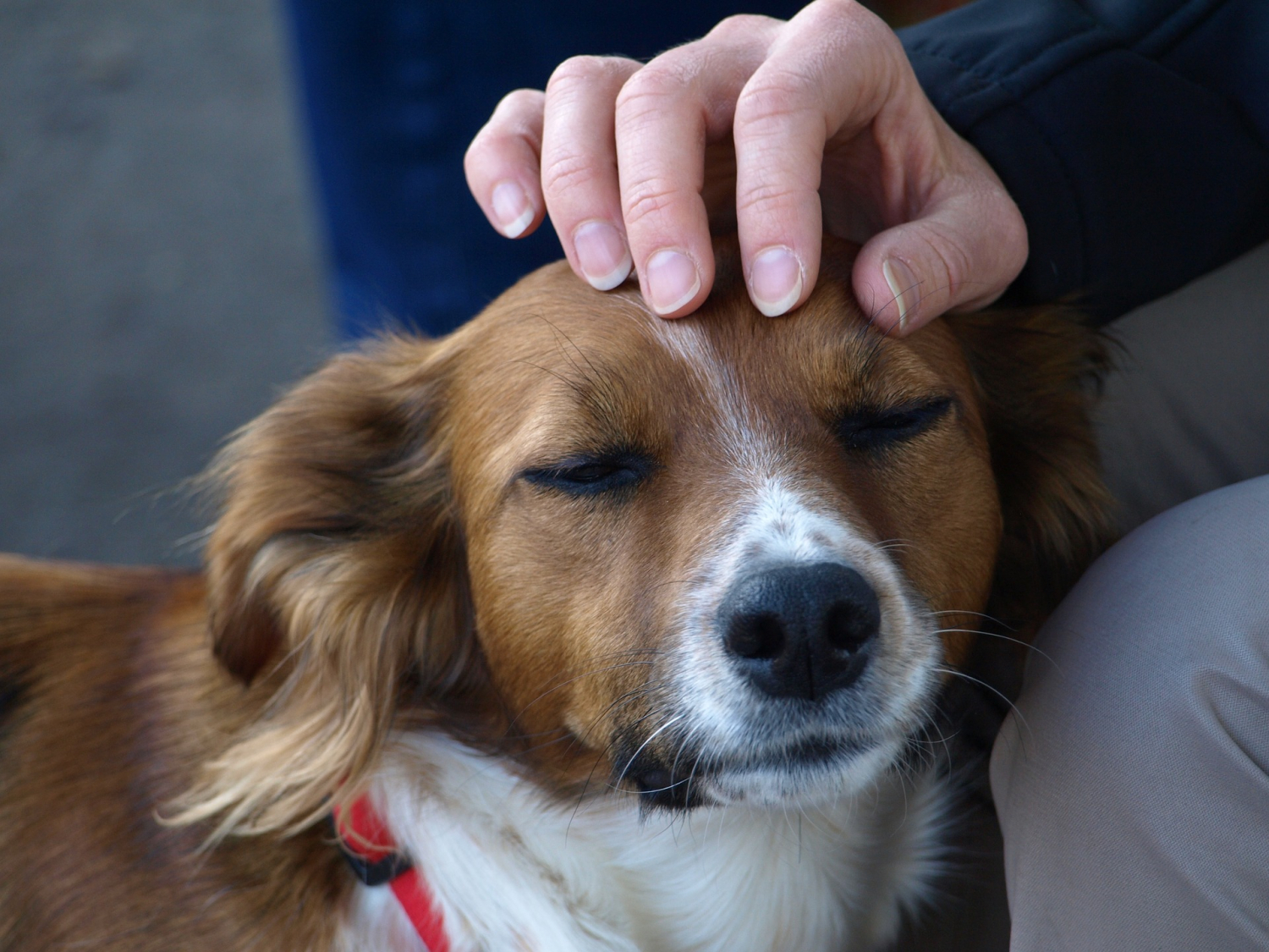 Les animaux aimentils les caresses ? SPA de Lyon et du