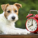 Chien-Reveil-Dreamstime