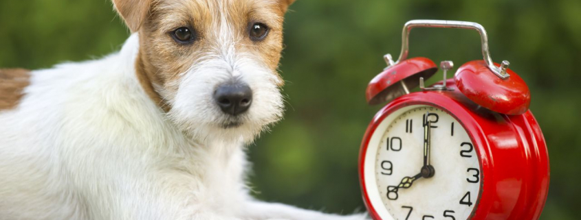 Chien-Reveil-Dreamstime