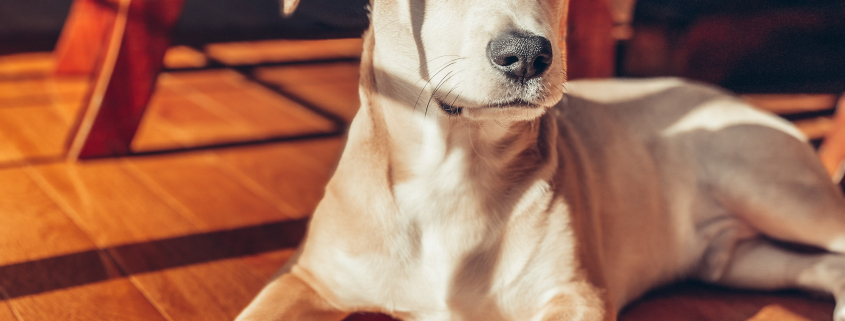 Chien-Confinement-Unsplash