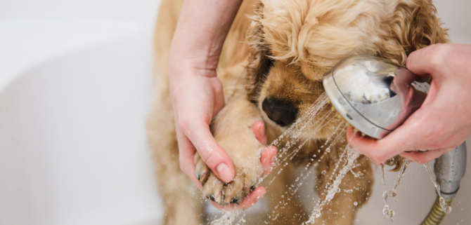 Désinfecter Pattes Chien-Dreamstime