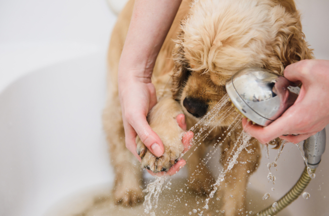 Désinfecter Pattes Chien-Dreamstime