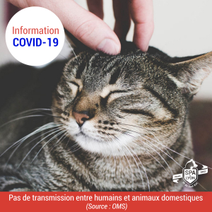 Pas de transmission du COVID-19