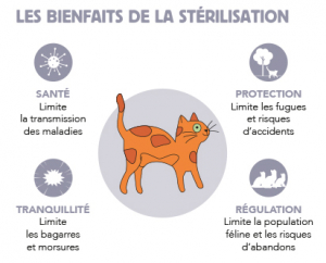 stérilisation chat gratuite lyon