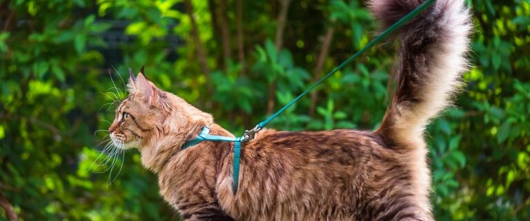 Chat-Harnais-AdobeStock