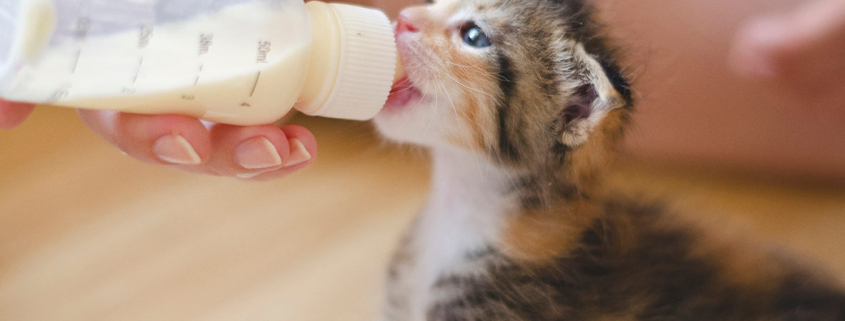 Chaton-Dreamstime