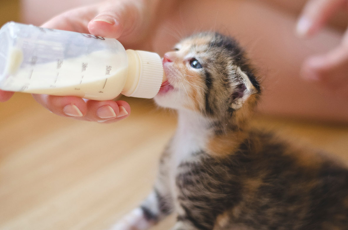 Chaton-Dreamstime