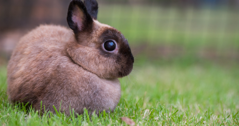 Lapin-Shutterstock