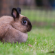 Lapin-Shutterstock