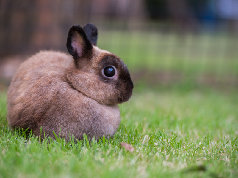 Les dangers du jardin pour votre lapin - SPA de Lyon et du Sud-Est