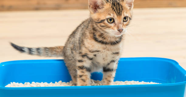 ChatonLitiere