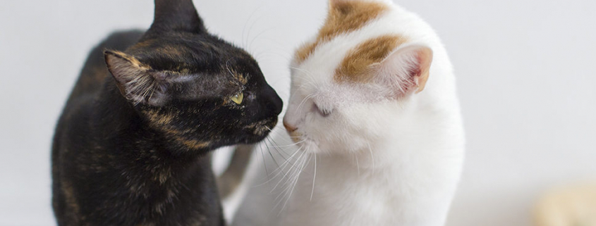 Chats-StockAdobe