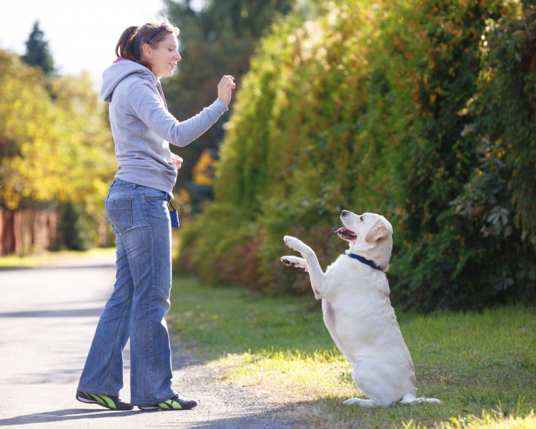 Education positive-Chien