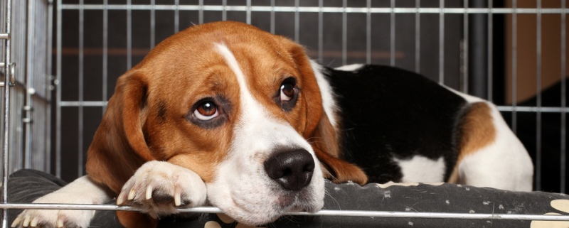 Chien-Shutterstock