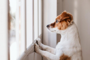 VacancesSansSonAnimal-Freepik VacancesSansSonAnimal-Freepik