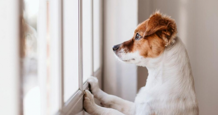 VacancesSansSonAnimal-Freepik