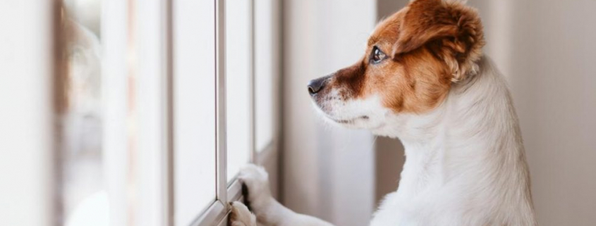 VacancesSansSonAnimal-Freepik