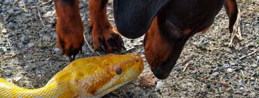 ChienSerpent-GettyImage