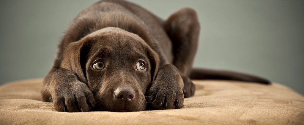 ChienCraintif-GettyImages