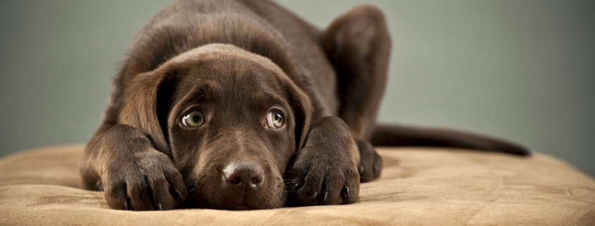 ChienCraintif-GettyImages
