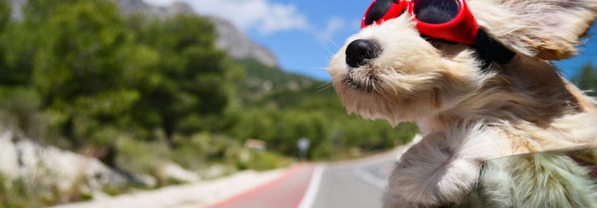 ChienVacances-AdobeStock