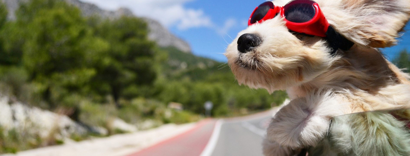 ChienVacances-AdobeStock