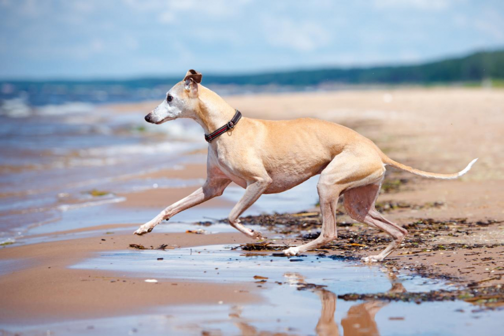 ChienPlage-Dreamstime