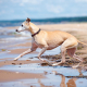 ChienPlage-Dreamstime