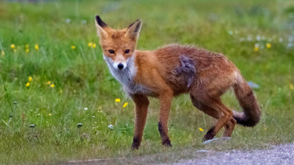 Que faire si je trouve un jeune animal sauvage ou un adulte blessé ?