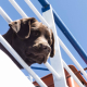 ChienMer-Dreamstime