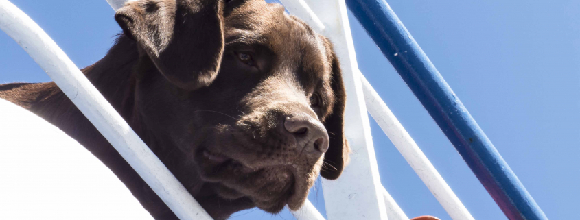 ChienMer-Dreamstime