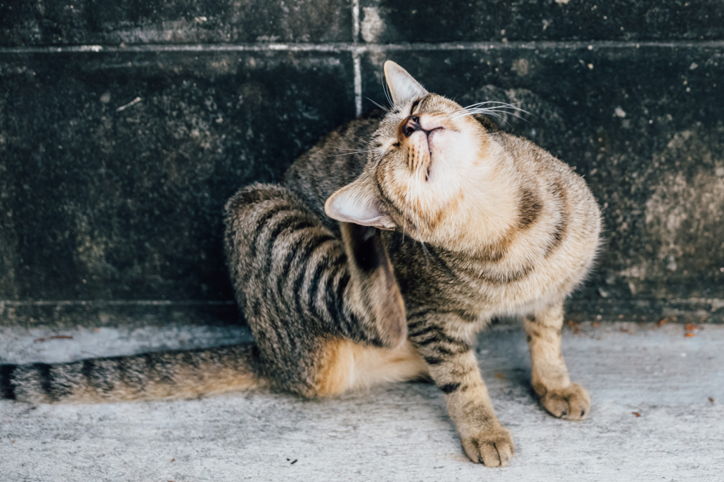 Comment débarrasser votre chat des puces ?