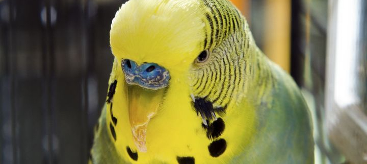 Oiseau-Istock