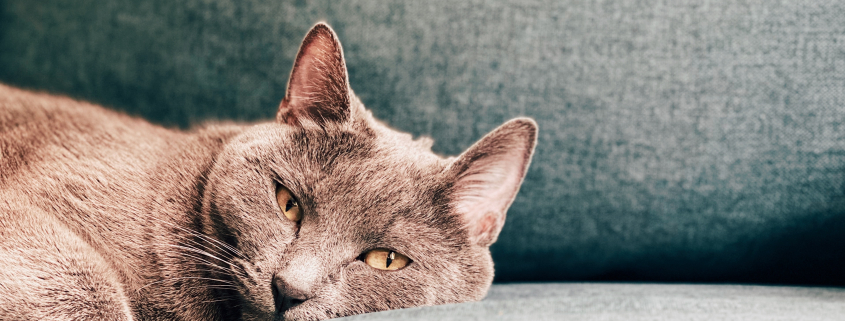 Chat-Triste