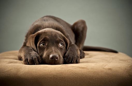 ChienPeur