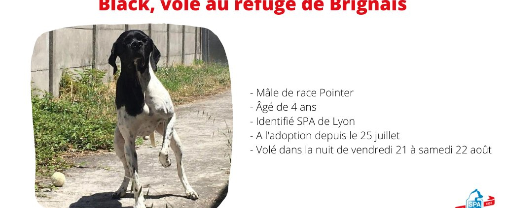 Avis recherche BLACK