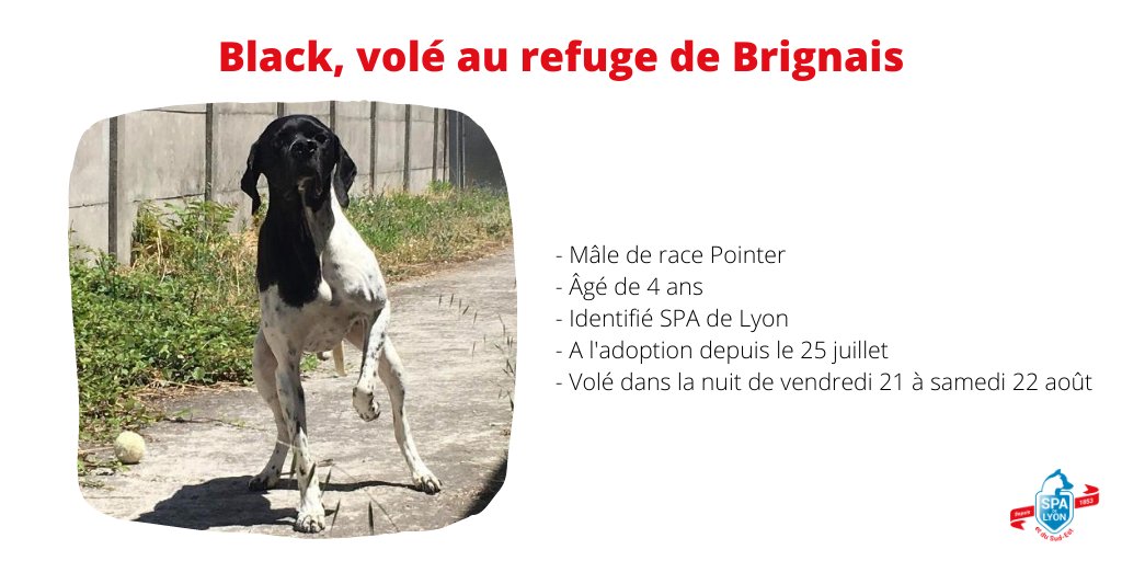 Chien volé au refuge de Brignais le 21/08 SPA de Lyon et