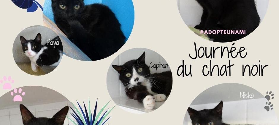 Journée du chat noir