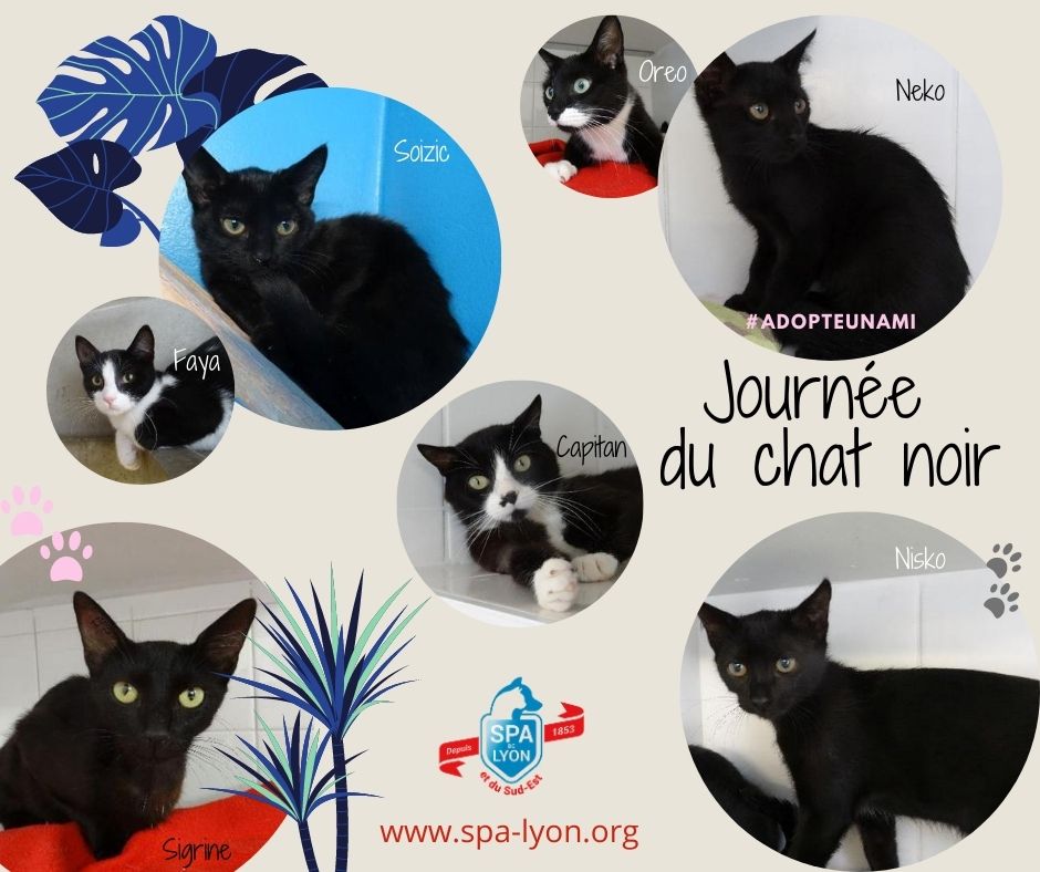 Journée du chat noir