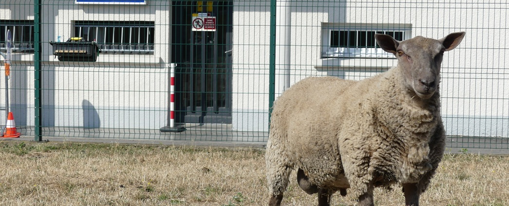 L'un des moutons sauvés d'un abattoir illégal