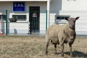 L'un des moutons sauvés d'un abattoir illégal