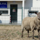 L'un des moutons sauvés d'un abattoir illégal