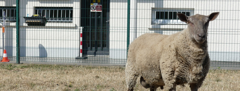 L'un des moutons sauvés d'un abattoir illégal