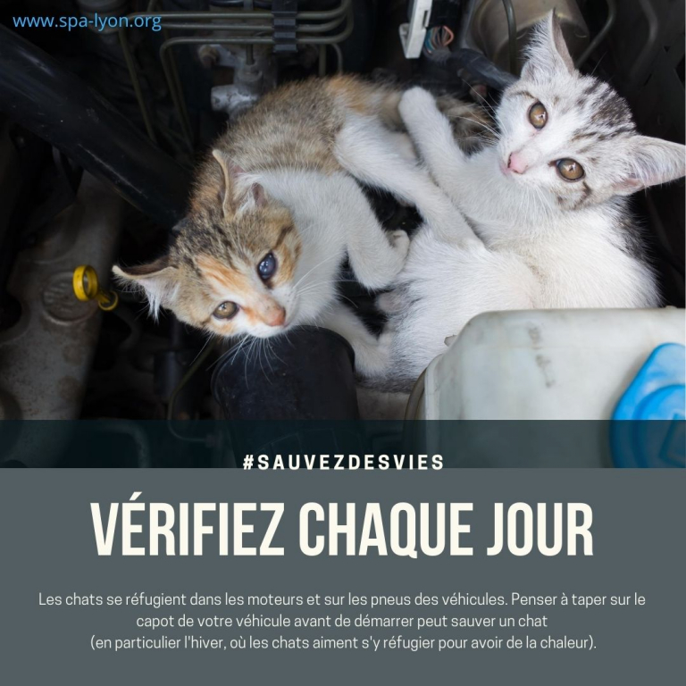 Attention aux chats dans vos voitures